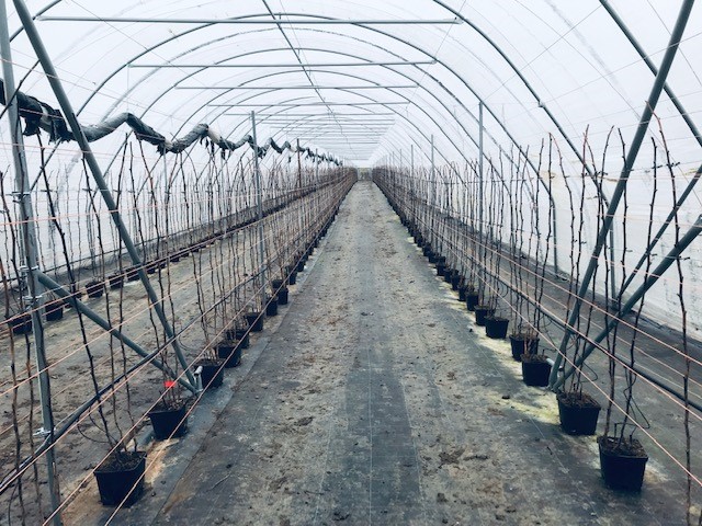 berrygardensltd's tweet photo. Tunnels being constructed and then filled with Maravilla long cane Raspberries at B R Brooks and Son Farm in Kent https://t.co/FrDHIqLP90