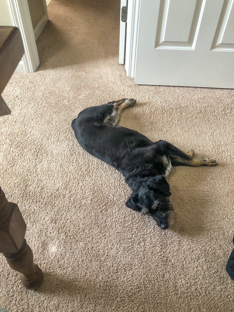 Officemates 🖤 Franklin and Zoë are exceeding expectations even though they take lots of snack, snooze and bark breaks.