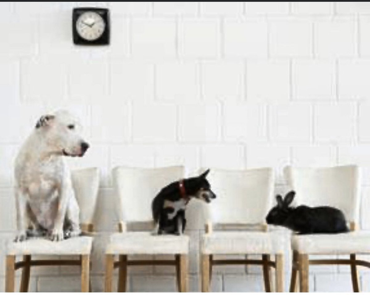 Metropolitan Animal Specialty Hospital tweet media