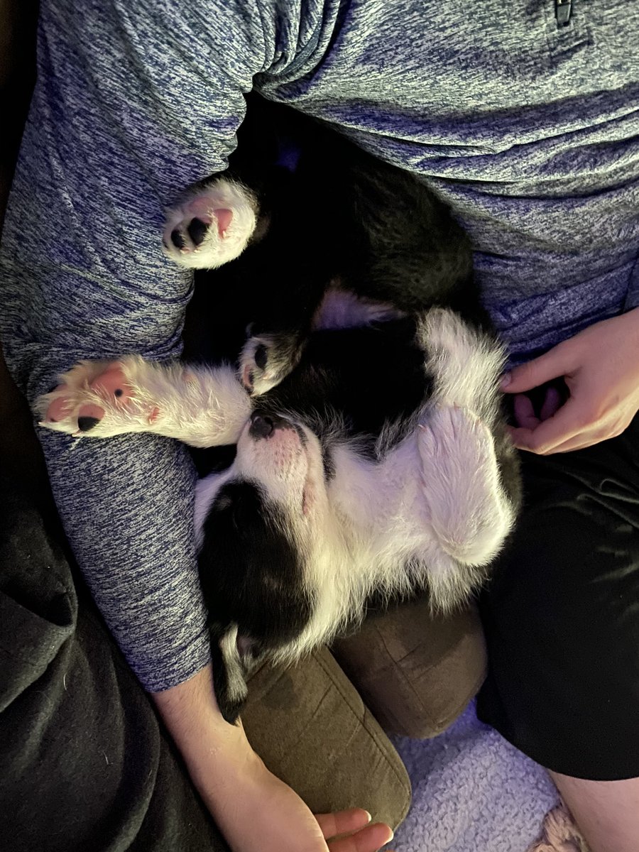 MaryaGraham6898's tweet photo. Oh yeah btw I got a puppy 🐶♥️ https://t.co/BzM3XVRem7