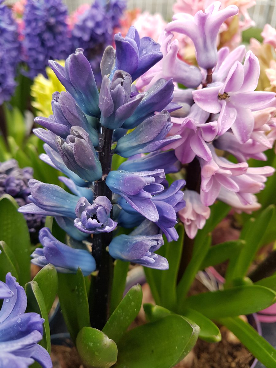 PioneerNursery's tweet photo. Gardening is good for you! Even in these uncertain days looking after plants and gardening can be done alone, but enjoyed by many #staysafe #MentalHealthMatters #gardening https://t.co/hXh2VCDiKM