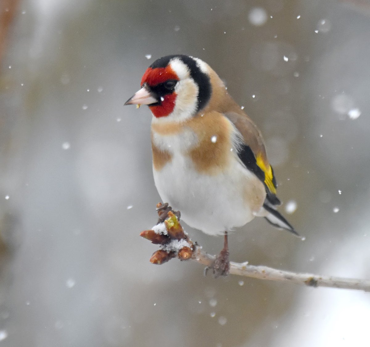 Goldfinch. Increasingly common in UK gardens, usually arriving at feeders in small bickering groups. The beautiful red face is distinctive, as is the yellow/gold stripe on their wings, which gives them their name. #SelfIsolationBirdWatch 