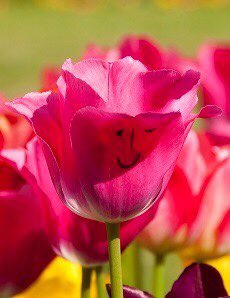 Verver Export ondersteunt de wereldwijde, gezamenlijke aanpak om de verdere verspreiding van het Corona virus te beperken. Onze dienstverlening zal onverminderd doorgaan, waarbij veiligheid en gezondheid voorop staan. Stay safe and take care! bit.ly/2J1lPfI