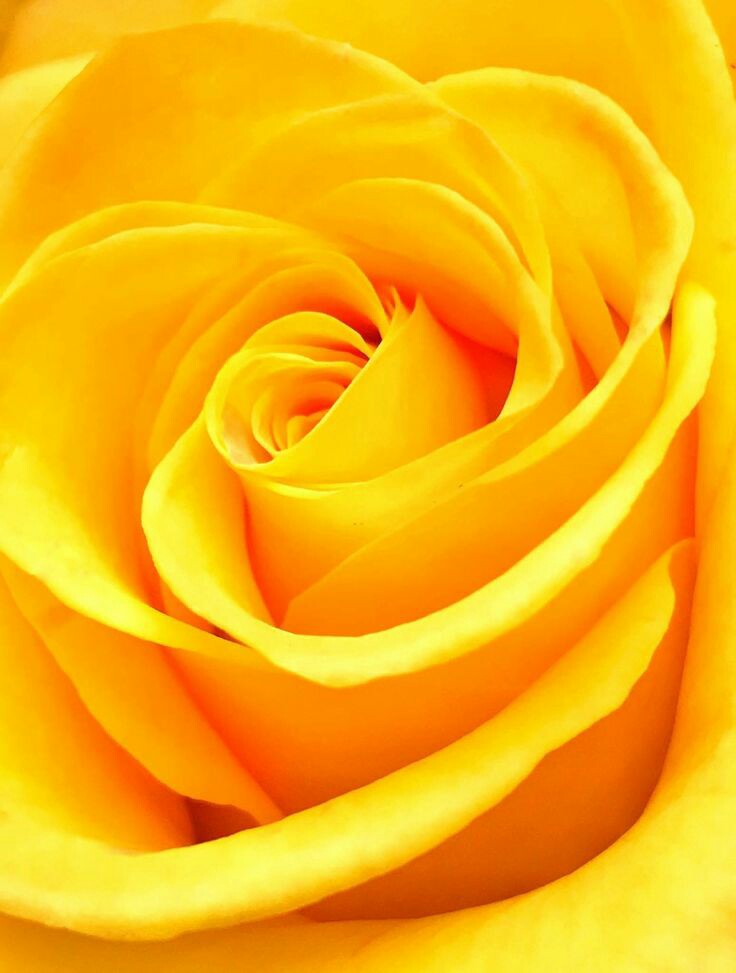 AmitLipunkumar's tweet photo. Beautiful @RaashiKhanna as yellow rose 
#SpreadRaashism https://t.co/BD3Qz8V6UI