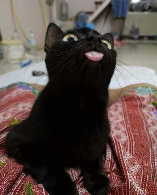 konichiwaJH's tweet photo. mlem https://t.co/92B9ifu8qT