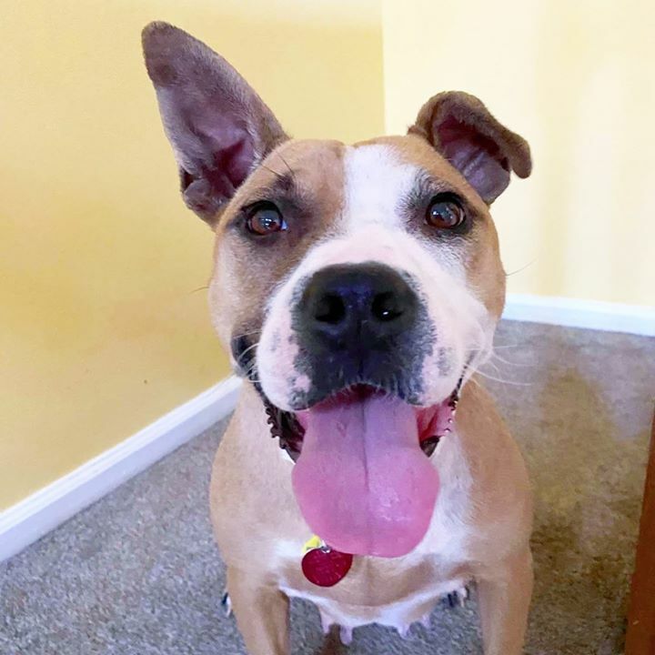 Home At Last tweet media