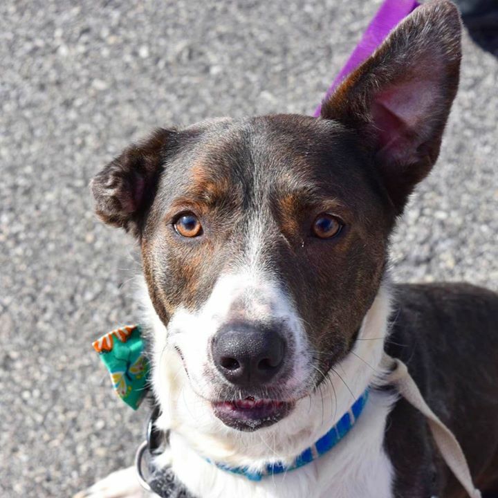 Home At Last tweet media