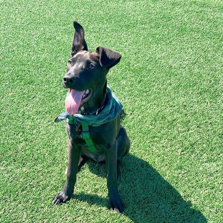 Home At Last tweet media