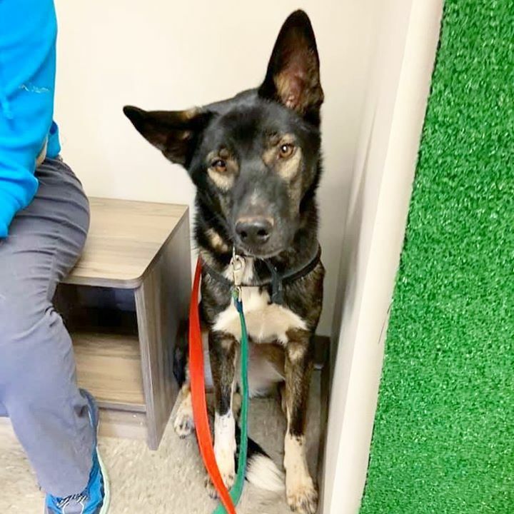 Home At Last tweet media