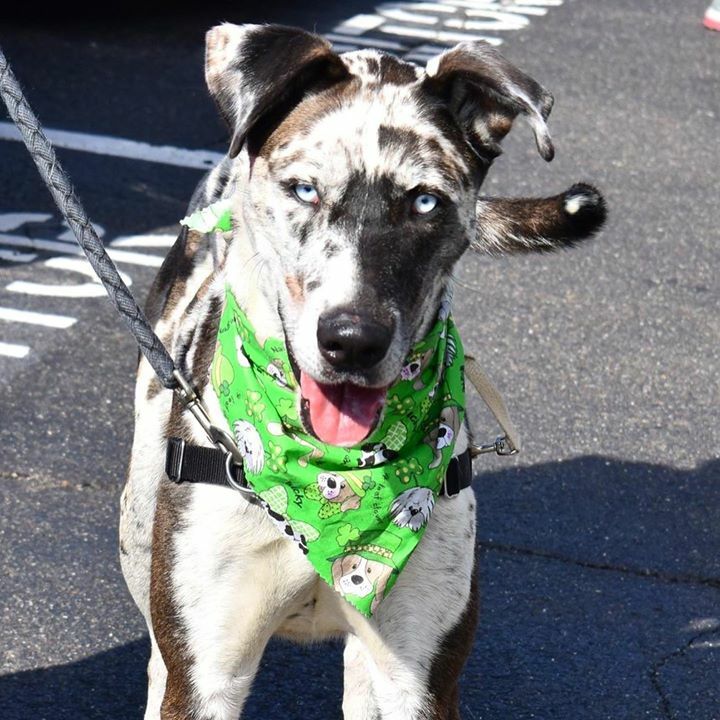 Home At Last tweet media