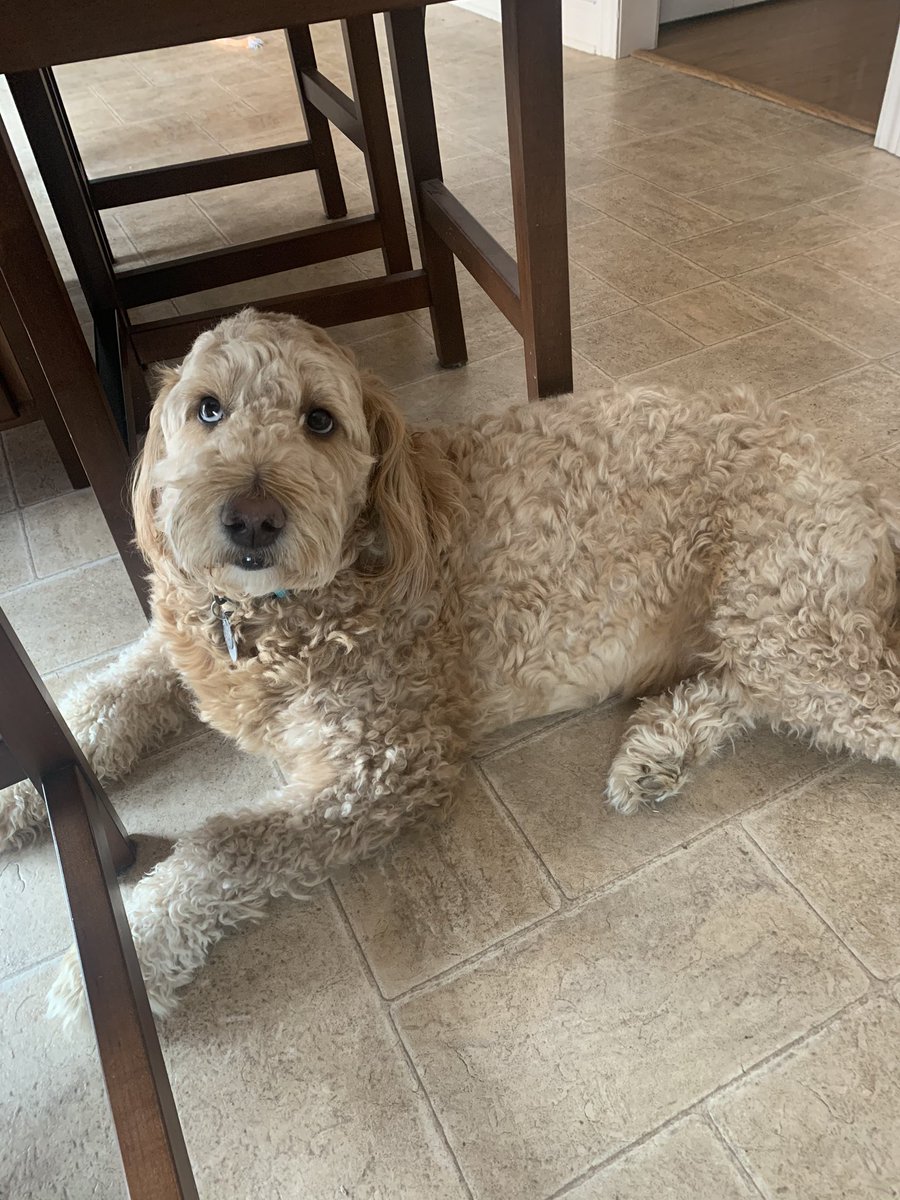 HESjacobsslp's tweet photo. I wish I could show you pictures of all the great speech &amp; language sessions we’re having today, but instead here’s a picture of my “helper” at my feet listening to your student’s great work! He gives them 2 paws up! 🐾 🐾 https://t.co/K4zyse70Ly