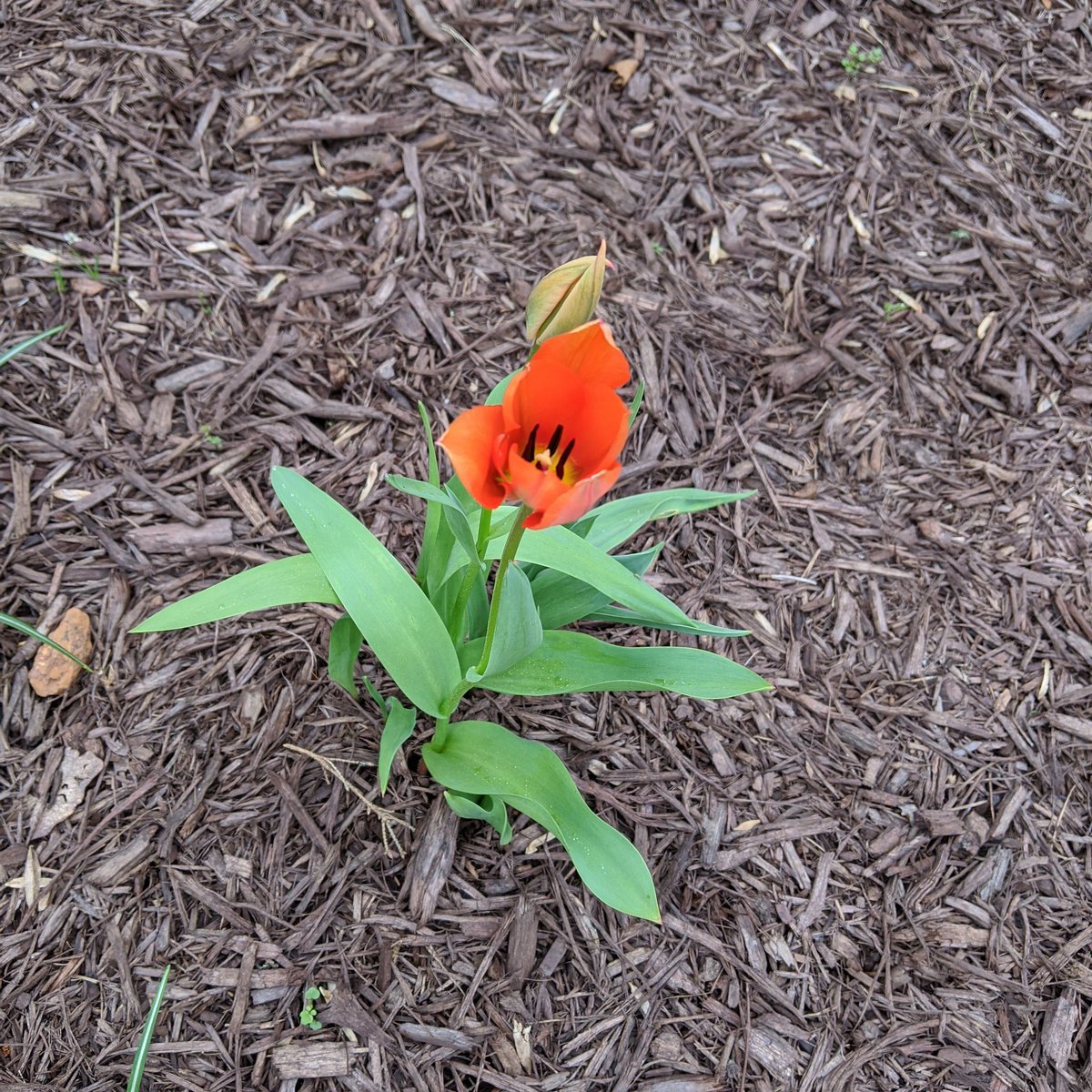 Today's moment of joy: the first tulip has bloomed in my yard! #madeformorejoy