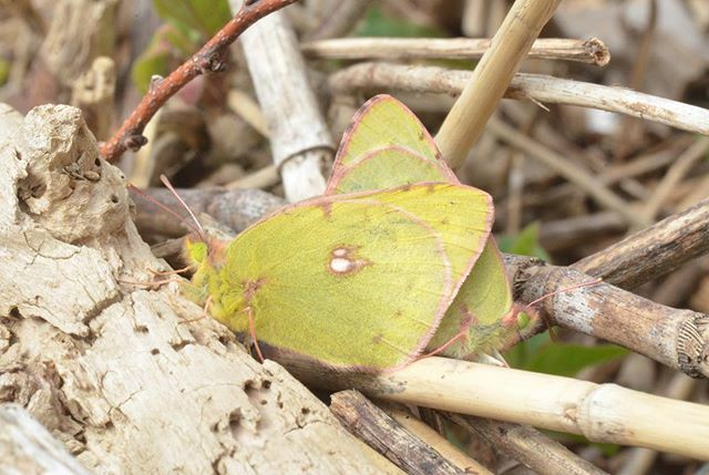 eiichi_ta's tweet photo. #モンキチョウ
#colias_erate #butterfly #insect #tokyo #japan https://t.co/vwDOdsE9zQ https://t.co/sZl0T0oOri