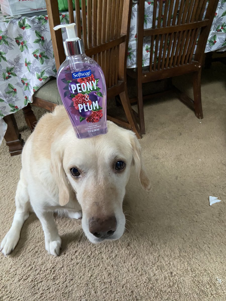 SammyDePaola's tweet photo. Day 4 of quarantine: things my dog can balance on his head https://t.co/fIIM6fiA13