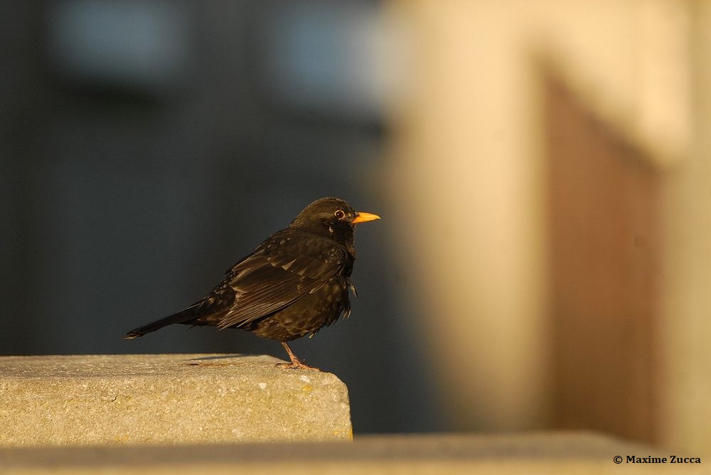➡️Thread
#ConfinementJour3 

Un nouvel oiseau facile à observer depuis vos fenêtres d’appartement en ville : le Merle noir.
Comme son nom l’indique, il est noir, enfin, le mâle, avec seulement le bec et le tour de l'oeil jaune