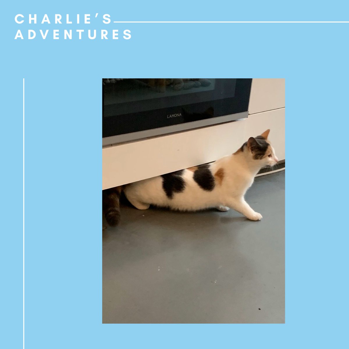 This week Charlie is acting as sous chef in the kitchen. #CatsinPublishing #CatsofTwitter #CharliesAdventures