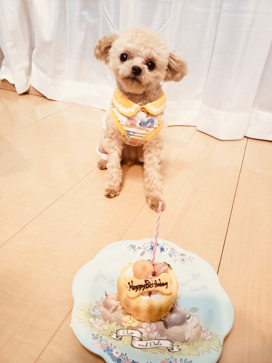 ポメプーふわちゃん Su Twitter ふわちゃん Happy Birthday 1歳になりました これからもよろしくね ポメプー ミックス犬 ふわちゃん 犬好きな人と繋がりたい ハッピーバースデー 誕生日