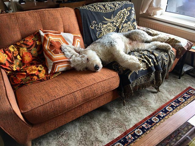 paulsimonthedog's tweet photo. As you can see, PS is really struggling with this whole quarantine lark 🙄😛
.
.
.
#oldenglishsheepdog #oes #muttstagram #cambridgeshire #ukdogsofinsta #ukdogs #dailypet #countrydog #paulsimon #dogsofgreatbritain #muttsofinsta #sheepie #oldenglishsheep… https://t.co/XPZu2N7EqE https://t.co/fsKxCRBhjX