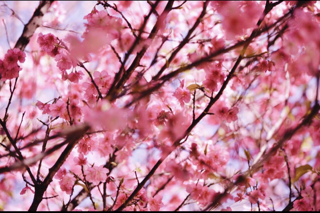 BarefootVenus's tweet photo. Happy First Day of Spring Goddesses!

This is the season of new beginnings - and isn't that a refreshing thing to hear?! Fresh buds are going to bloom, animals are going to awaken and our beautiful earth will come to life again 🌱🌸 🙌🌎 https://t.co/xlVLW8bvBx
