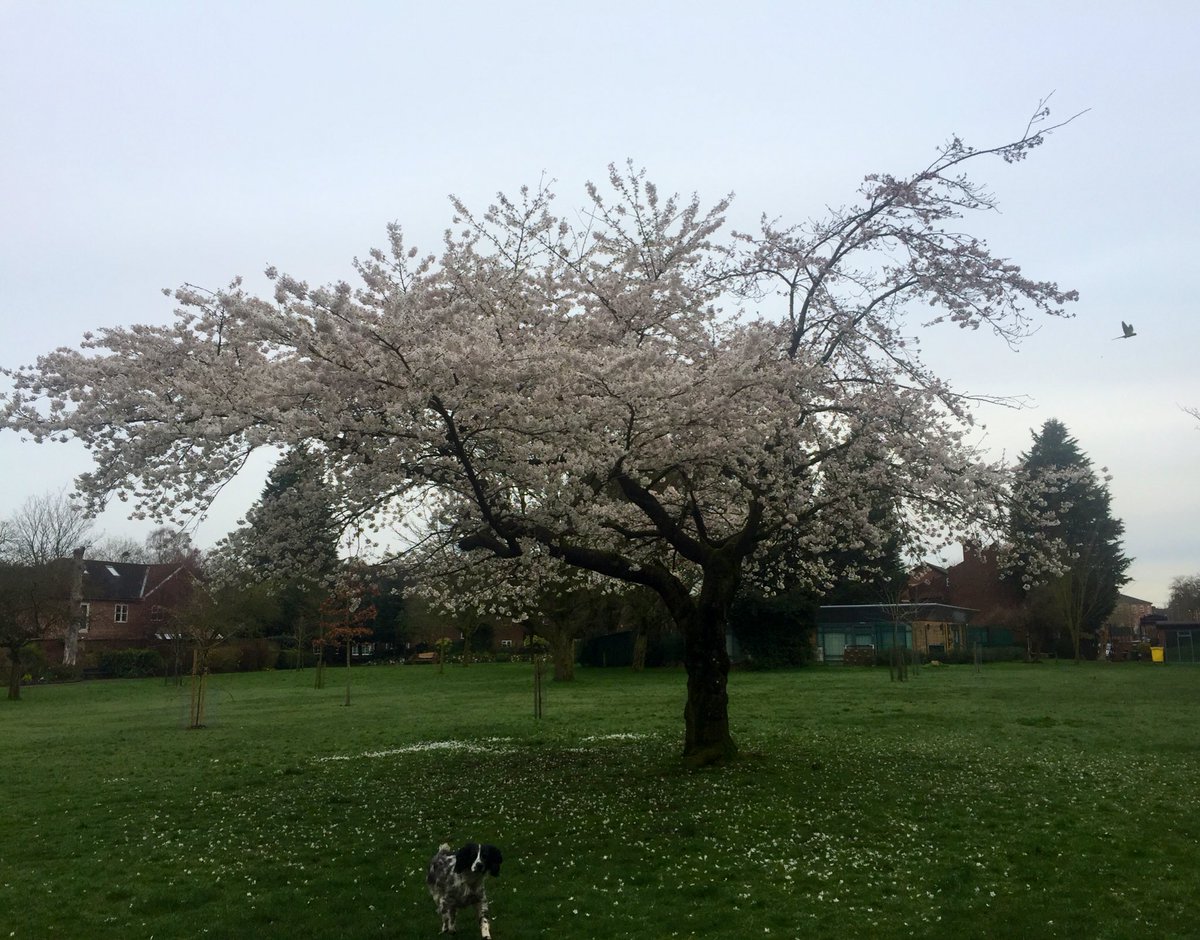 We love our park in blossom so much 💗