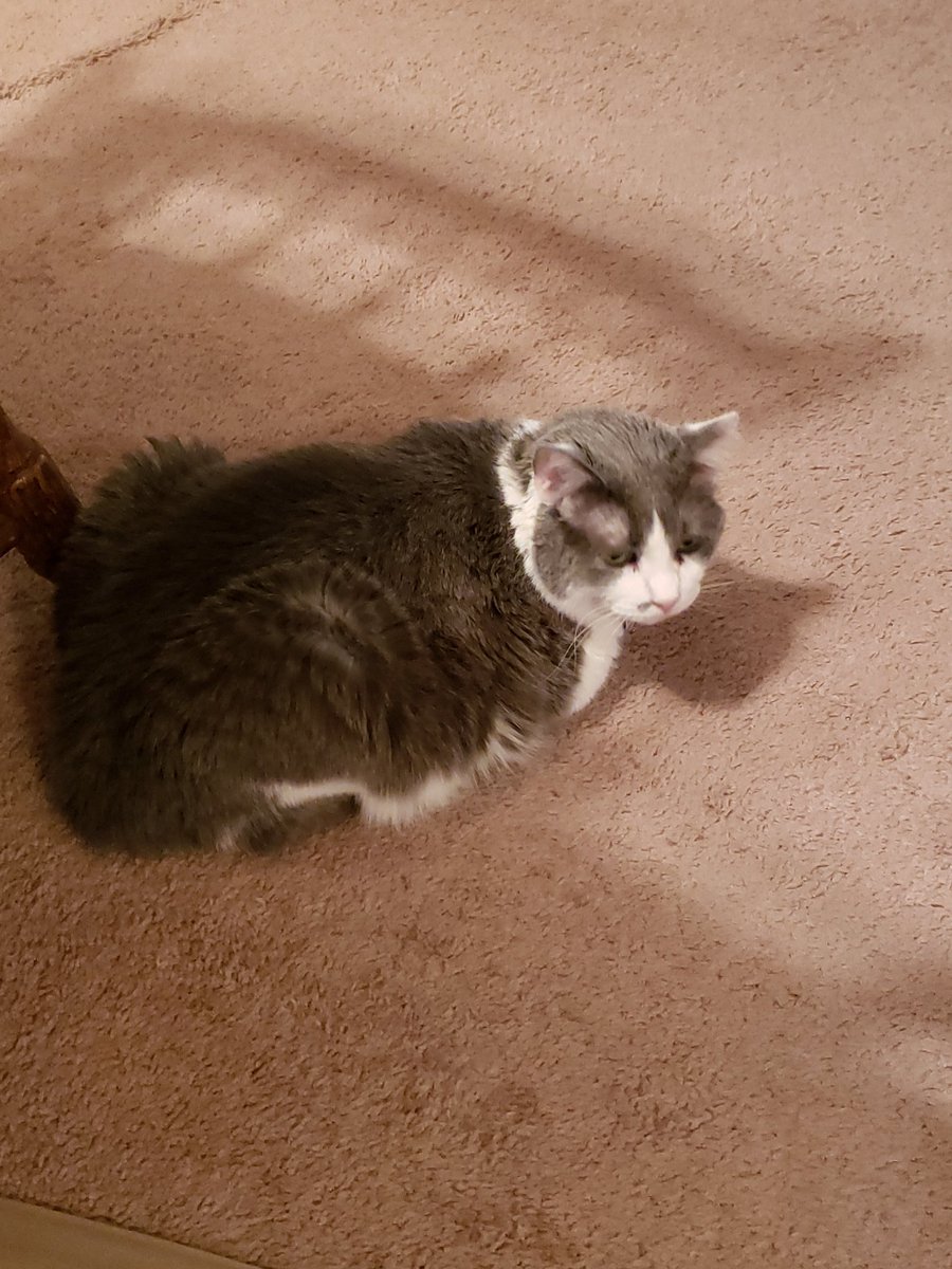 oconnor129's tweet photo. .@CD1025Morning that crazy crying cat sound freaked out my cat who was calmly sleeping on the floor! #NoRepeatThursday #WorkFromHome https://t.co/uD87knGdkB