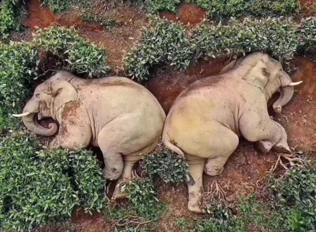 miinute_'s tweet photo. 14 elephants broke into a village looking for corn and other food. They ended up drinking 30Kg of corn wine and got so drunk that they fell asleep in a nearby tea garden https://t.co/QDsyvOg4NY