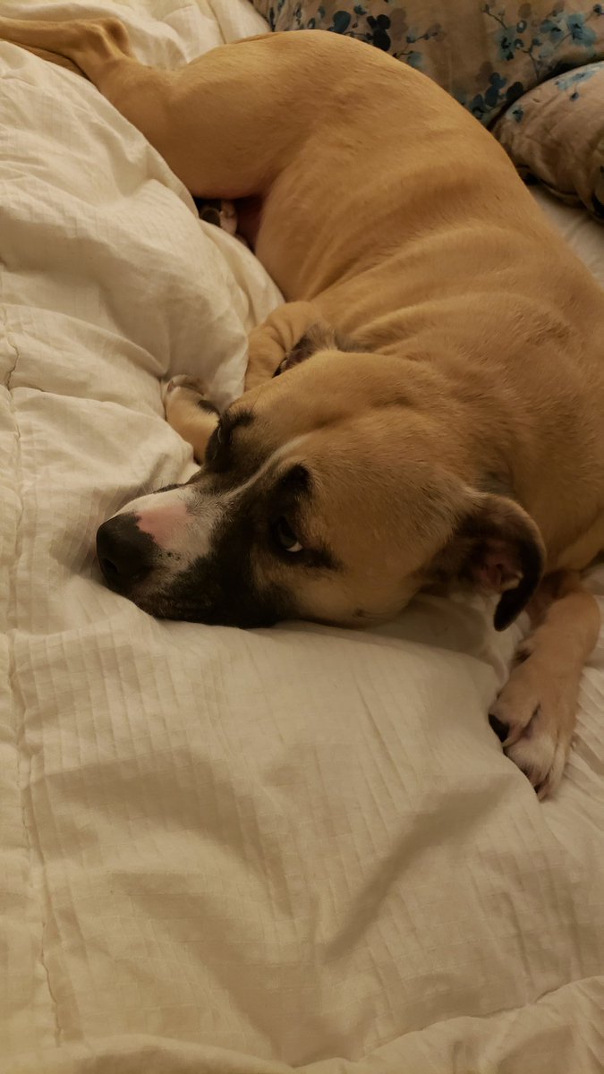 MyTeachingLife2's tweet photo. @MrsKatChandler Oh sweet Chloe.... we miss her, we miss you guys! Also Panda looves us being home too!🥰🐶🐶 https://t.co/LF5xv4gS5b