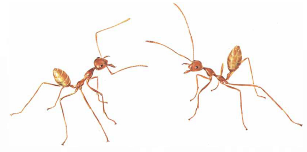 ants853's tweet photo. Weaver Ants and the winds of change! https://t.co/vQUDXZ88x2 https://t.co/Mjk9R3eQ1b