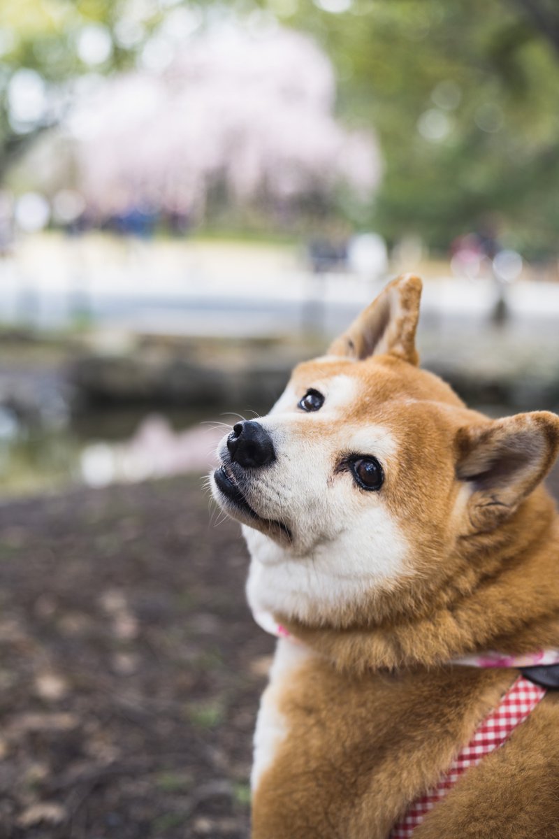 京都ゲストハウスひつじ庵 可愛い柴犬を連れていた女性二人組に写真撮らせてもらいました 犬と桜を撮るつもりが背景ボカシ過ぎて単なる可愛い犬写真に 持ってるカメラとレンズが一緒でカメラ談義に