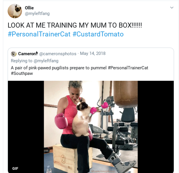 AlexWest_30's tweet photo. @olliecomicstrip @myleftfang #ThrowbackThursday to when #Ollie @myleftfang was training her My Mum @JaneFallon to box while looking totally adorable, courtesy of the brilliant @cameronsphotos π»π»π» #PersonalTrainerCat #FrankensteinLeg https://t.co/enwg3rrAi9