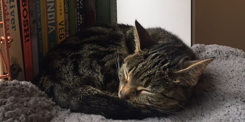 WFH day three update: New colleague incredibly lazy