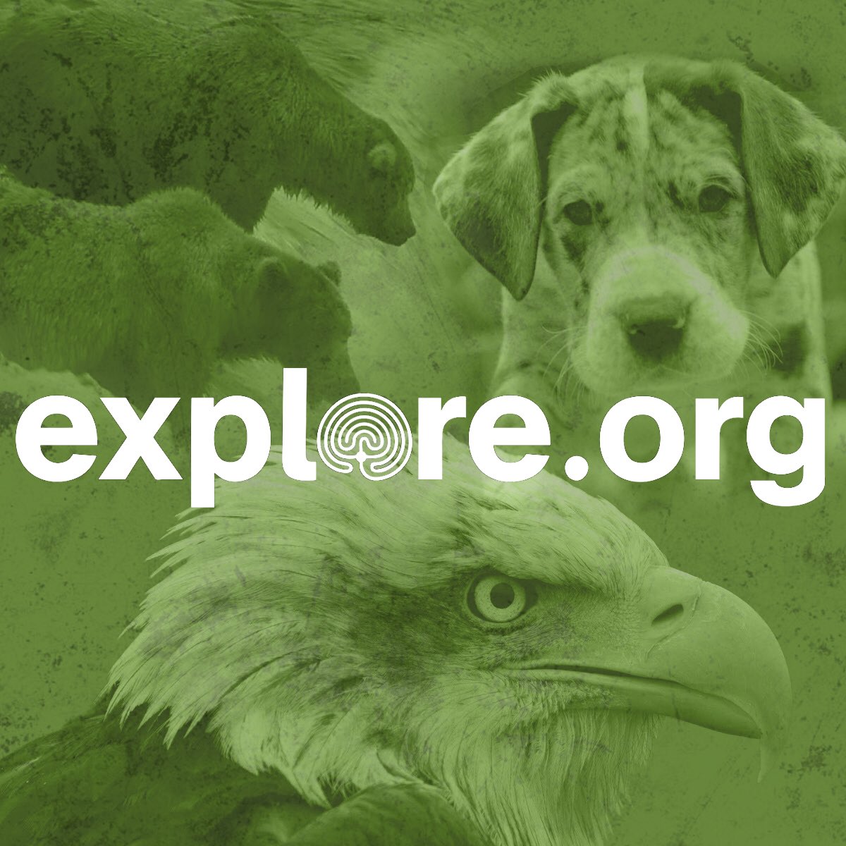 WarriorsBEyond's tweet photo. Todays #AtHomeExpedition is going to feature a new one: #NatureWarriors. I suggest you all head over to @exploreorg and spend some time looking at their LIVE animal cams! I’ve been smiling al@morning watching #Eagles #Elephants #Puppies and so much more! What are you watching? https://t.co/dmyx7yXTgC