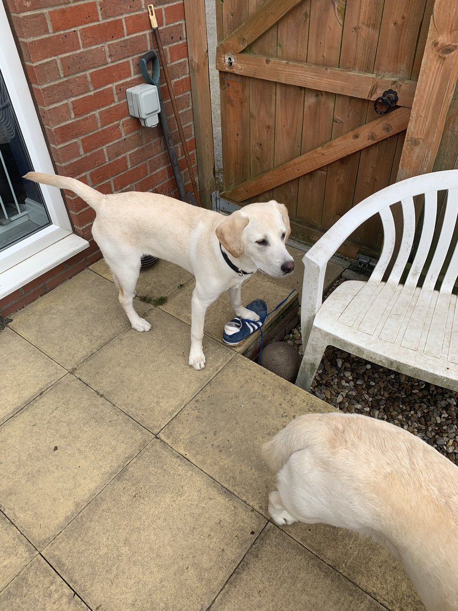 robbeard's tweet photo. @maxrushden 5 months old pup called Freddie after the one and only Freddie Flintoff https://t.co/O21yUYMjoU