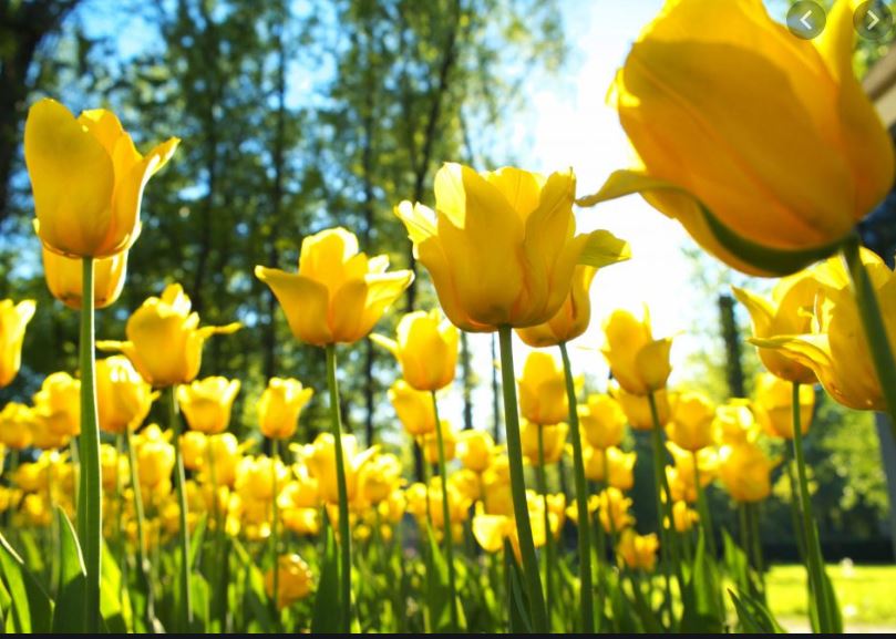 NORTHPOlNT360's tweet photo. Happy first day of spring! https://t.co/tdxSkYIJxo