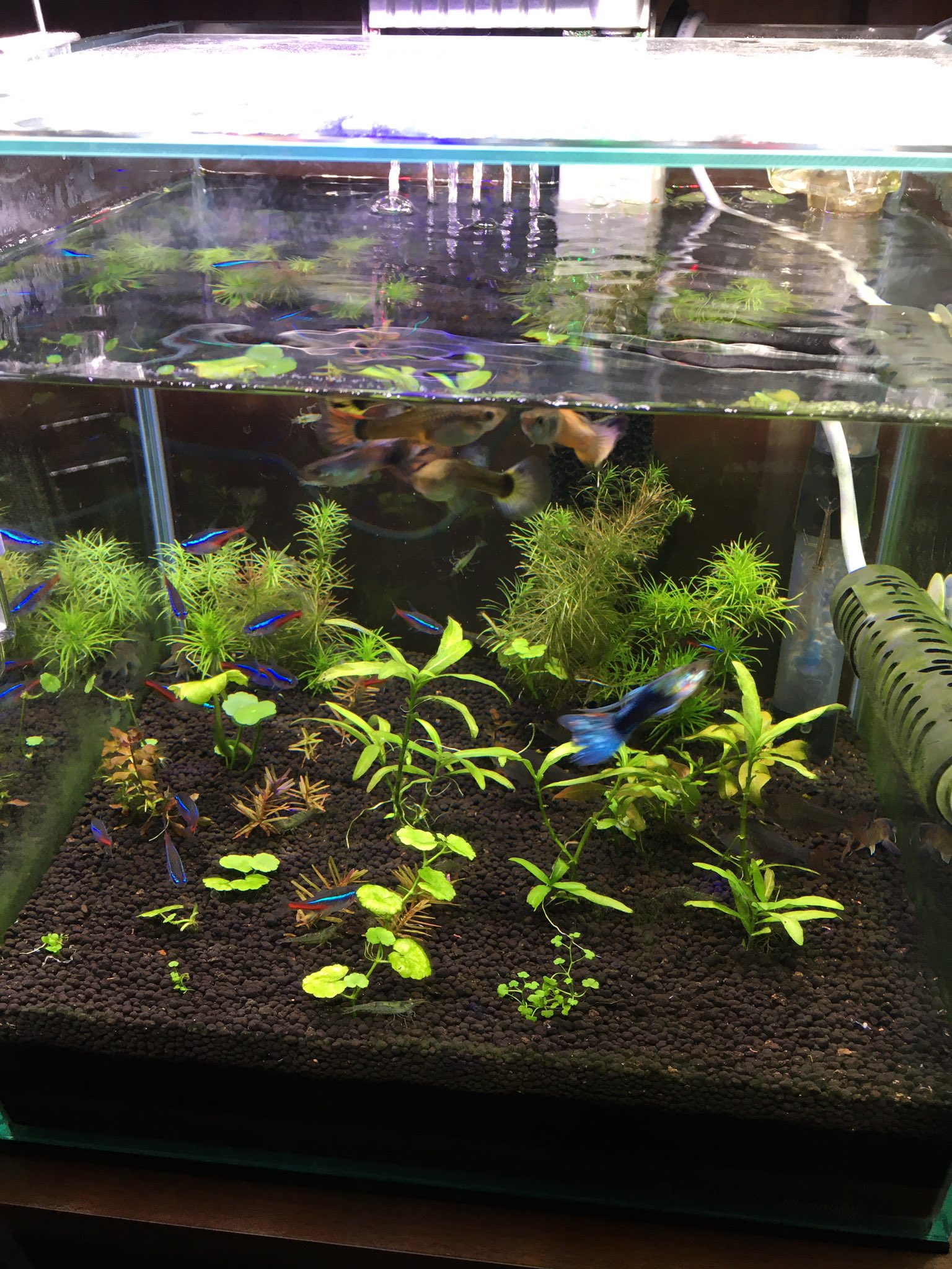アクアネコ 久しぶりにupの熱帯魚水槽 この子達は元気だなぁ アクアリウム 熱帯魚 グッピー プリステラ コリドラスパンダ ネオンテトラ ミナミヌマエビ ヤマトヌマエビ T Co zyyntihj Twitter