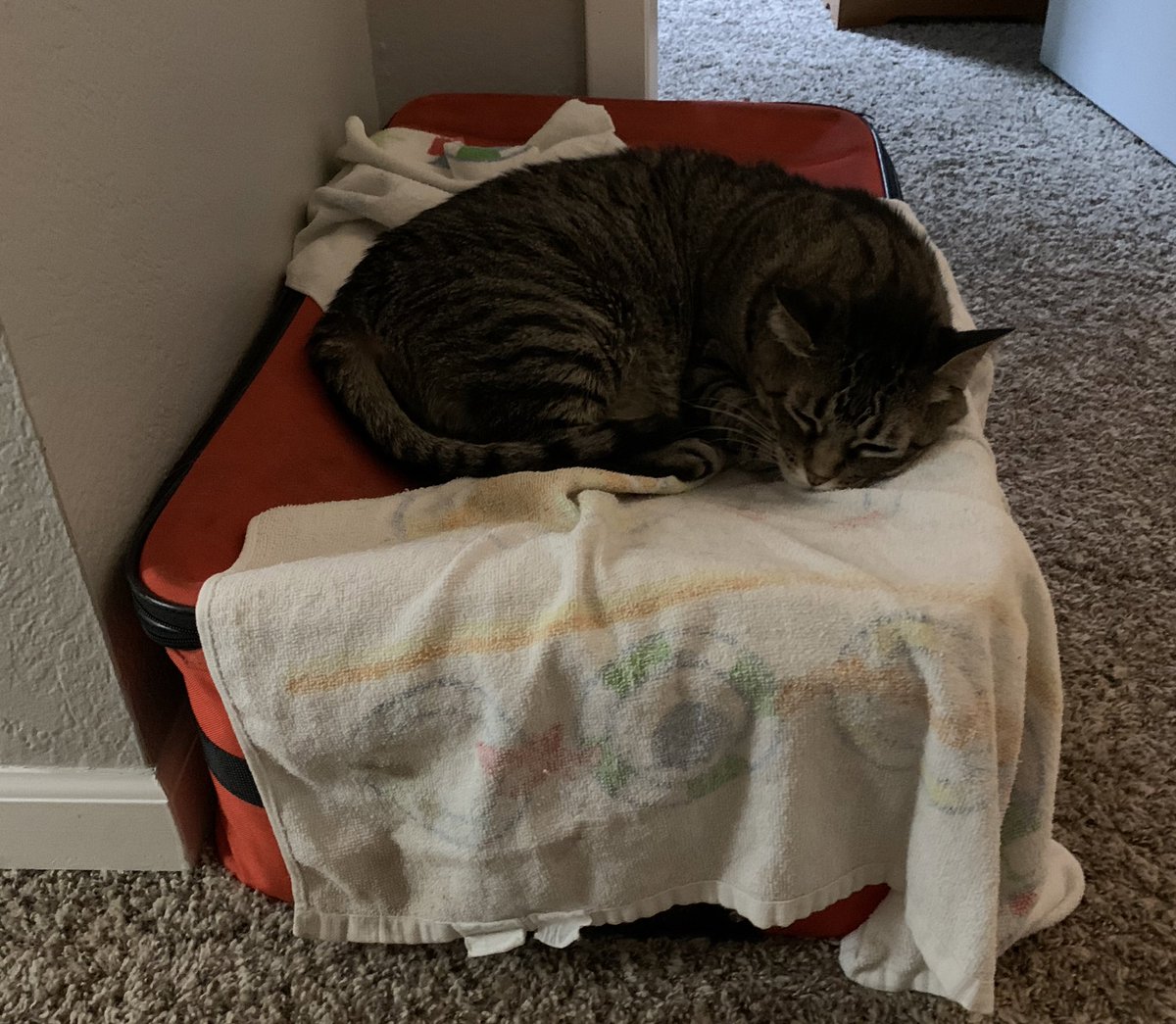 Cat picture of the day (a new thing I’m starting): this is Jack. He LOVES suitcases. Way back in his kitten days, I had no furniture and he slept in my suitcase where I stored my clothes. Today 10.5 years later, Jack still thinks a suitcase is the best place in the house.