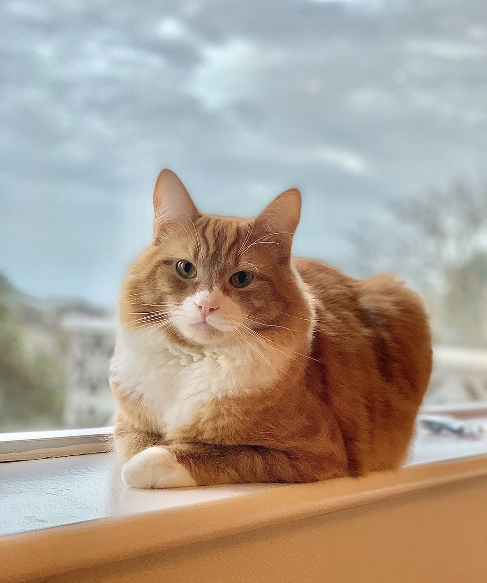 #MISSING #CAT We are distraught - really appreciate some retweets. Sandyford area. Dublin. "Garfunkel" went missing 3 days ago. Please please DM me if any sightings.