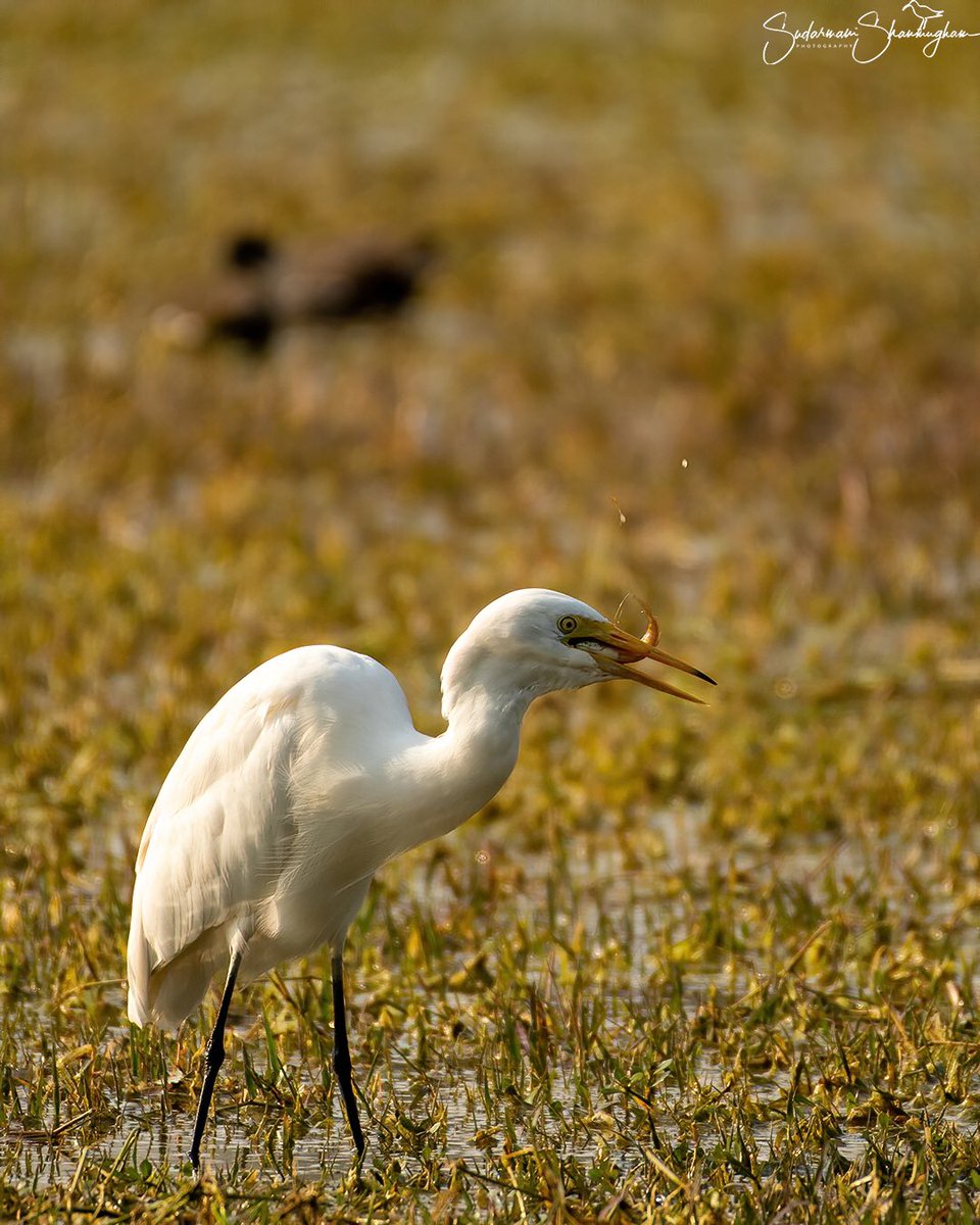 SSudarmani's tweet photo. Intermediate egret with a kill
#intermediateegret #bird #birdsofinstagram #birdswithkill #nature #punenaturelovers #natgeowild #natgeoindia #your_best_birdshot #nikongear #nikonphotography https://t.co/MlGN6rcYl9