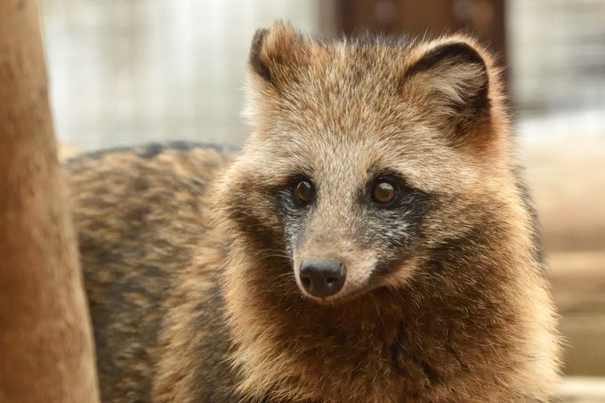 Racoondogのtwitterイラスト検索結果 Racoondogのtwitterイラスト検索結果