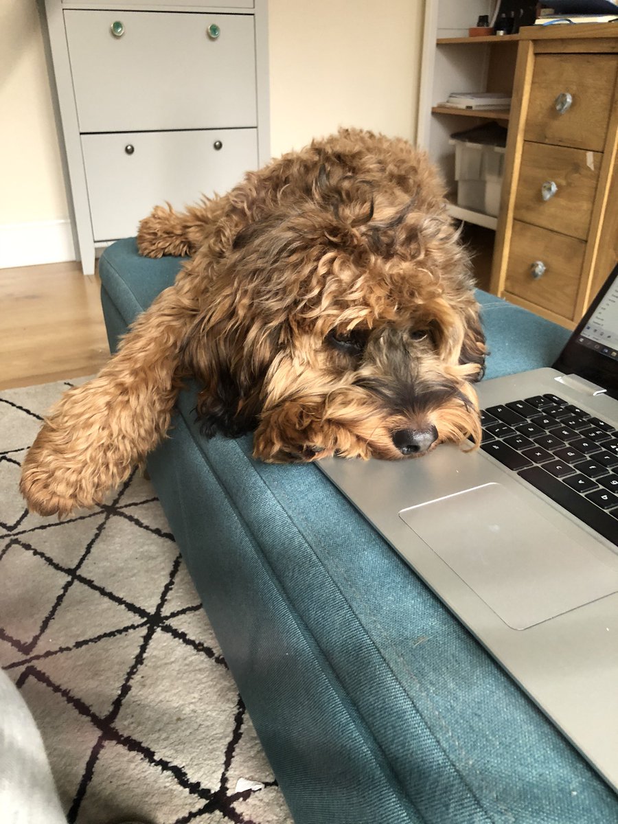 luckysoph7's tweet photo. Paddy is very much over this already #wfhlife https://t.co/fOBPV2G5JF