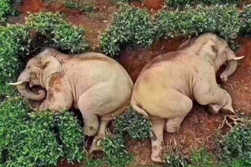 DailyMirror's tweet photo. Elephants break into farm in coronavirus self-isolation and get drunk on whisky
https://t.co/JPimOpjgFY https://t.co/oaGfHzH6k2