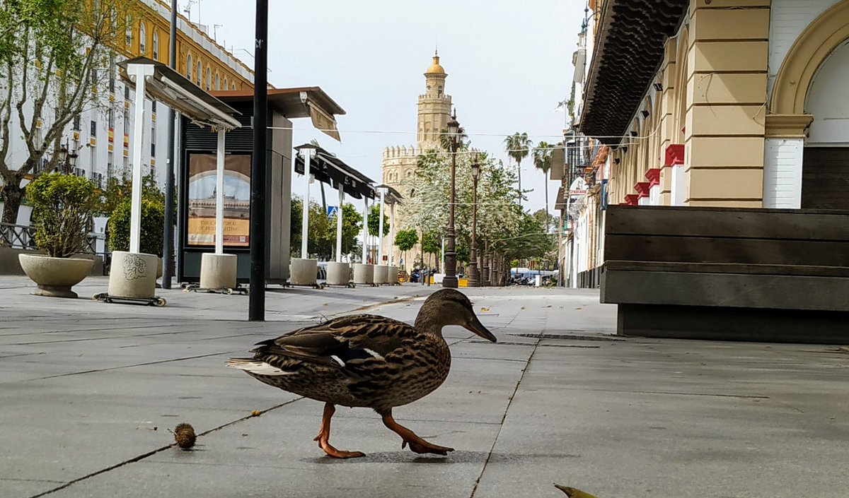 Hace varios días que salió de su zona para buscar comida. Ahora se pasea con las palomas picoteando lo que puede.