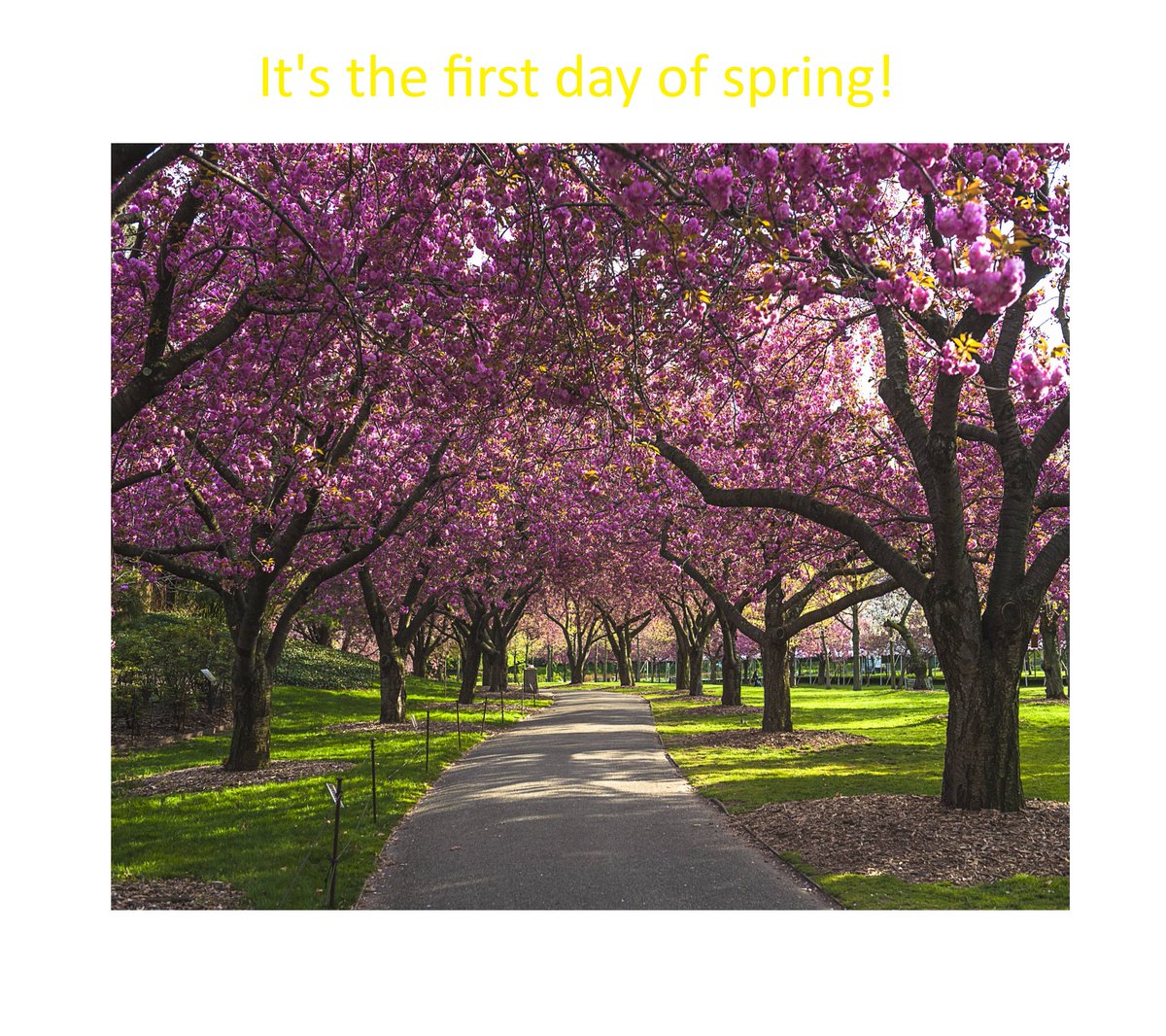 rosearsenault's tweet photo. It's the #firstdayofspring 

#blossoms #spring #nomorewinter #springequinox https://t.co/gwAZdlRk9e