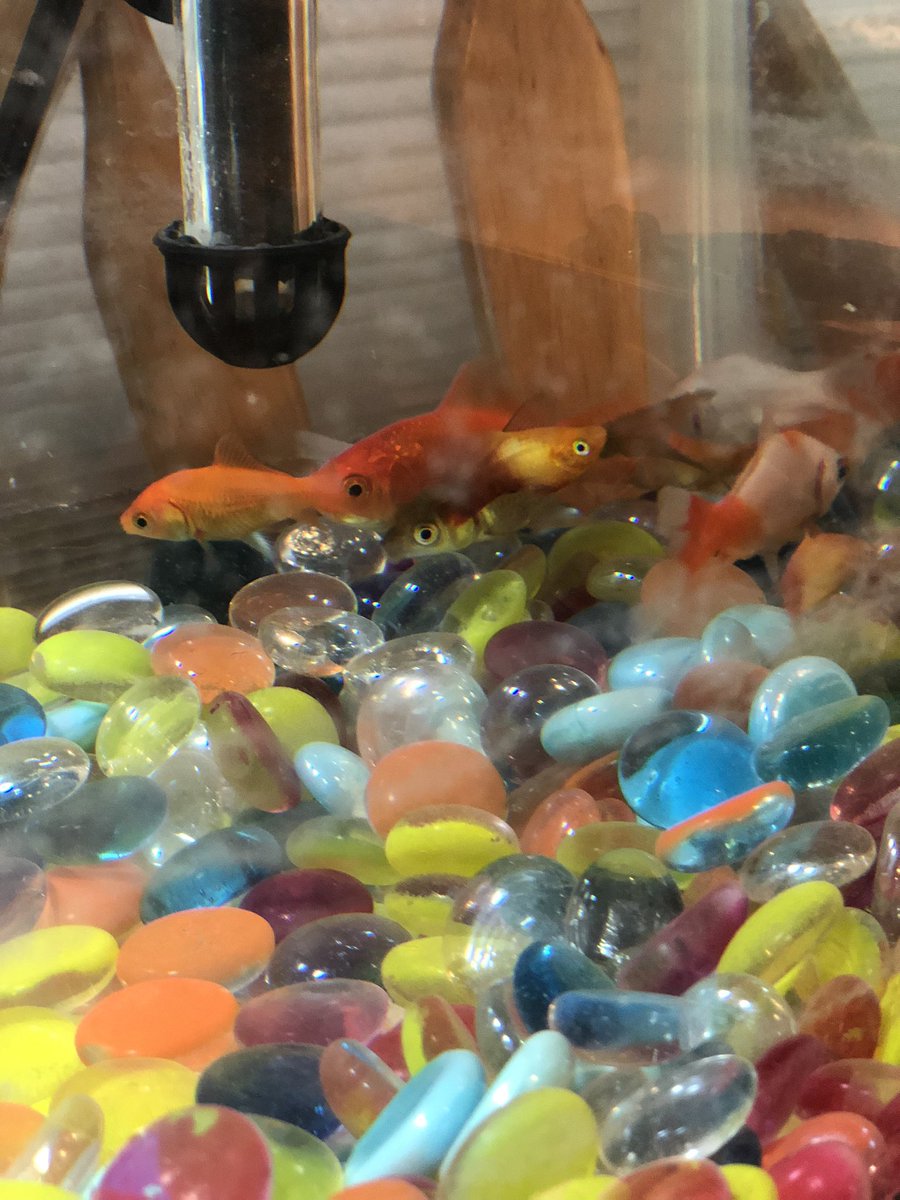 GHSWickScience's tweet photo. Elon &amp; Sheldon are doing well, adapting to life at home. Sheldon keeps hogging all the food, but both have stocked up for quarantine. The fishies like to huddle up in the corner of the tank. They don’t seem to like their new home as much. #LifeAtHomeUpdate #TurtlesOfGraham https://t.co/v2CYe20kbt