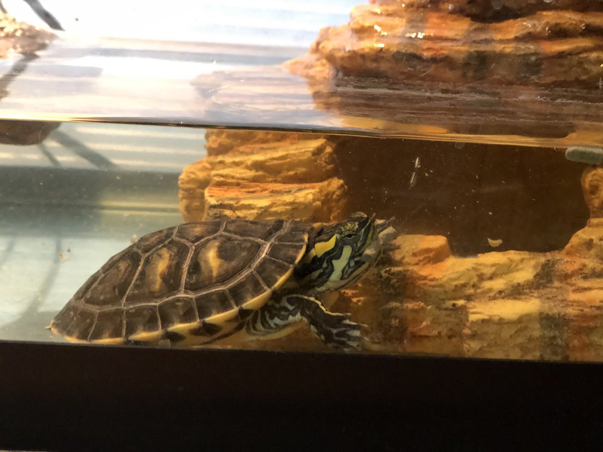 GHSWickScience's tweet photo. Elon &amp; Sheldon are doing well, adapting to life at home. Sheldon keeps hogging all the food, but both have stocked up for quarantine. The fishies like to huddle up in the corner of the tank. They don’t seem to like their new home as much. #LifeAtHomeUpdate #TurtlesOfGraham https://t.co/v2CYe20kbt