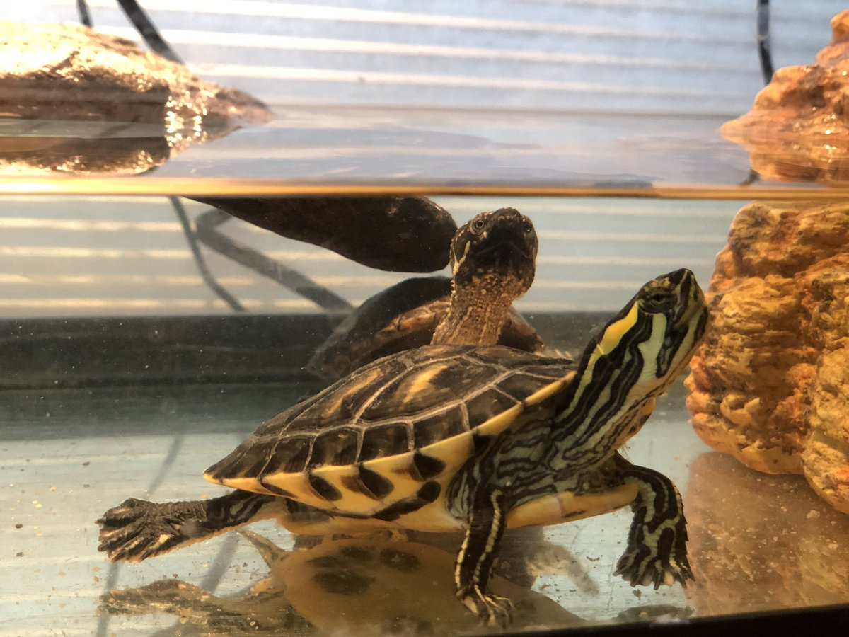 GHSWickScience's tweet photo. Elon &amp; Sheldon are doing well, adapting to life at home. Sheldon keeps hogging all the food, but both have stocked up for quarantine. The fishies like to huddle up in the corner of the tank. They don’t seem to like their new home as much. #LifeAtHomeUpdate #TurtlesOfGraham https://t.co/v2CYe20kbt