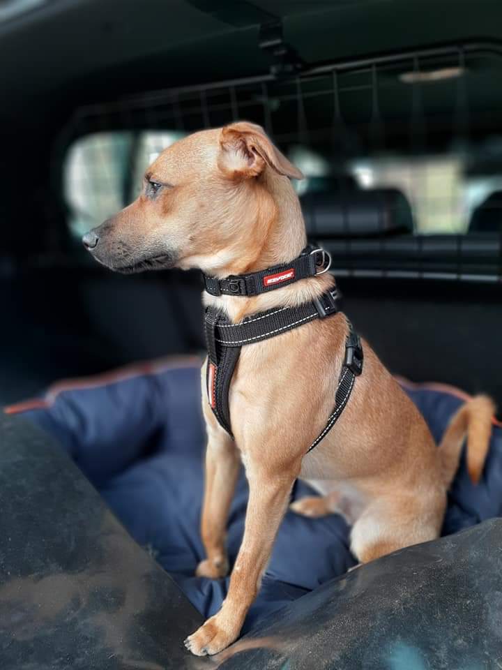 LEASE_EXPERT's tweet image. Rule 57 of the highway code states: “When in a vehicle make sure dogs or other animals are suitably restrained" This is my dog Rico, and I use a Guardsman grille to stop him getting all up in mine!  #dogcages.uk.com