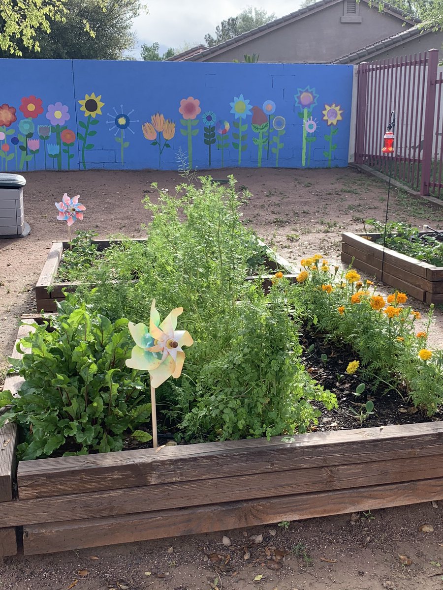 FinleyFalcons's tweet photo. Our garden at the Farm has come a long way in just a few months.  #FalconsRISE #growingproduceatschool https://t.co/2WX5exoePw
