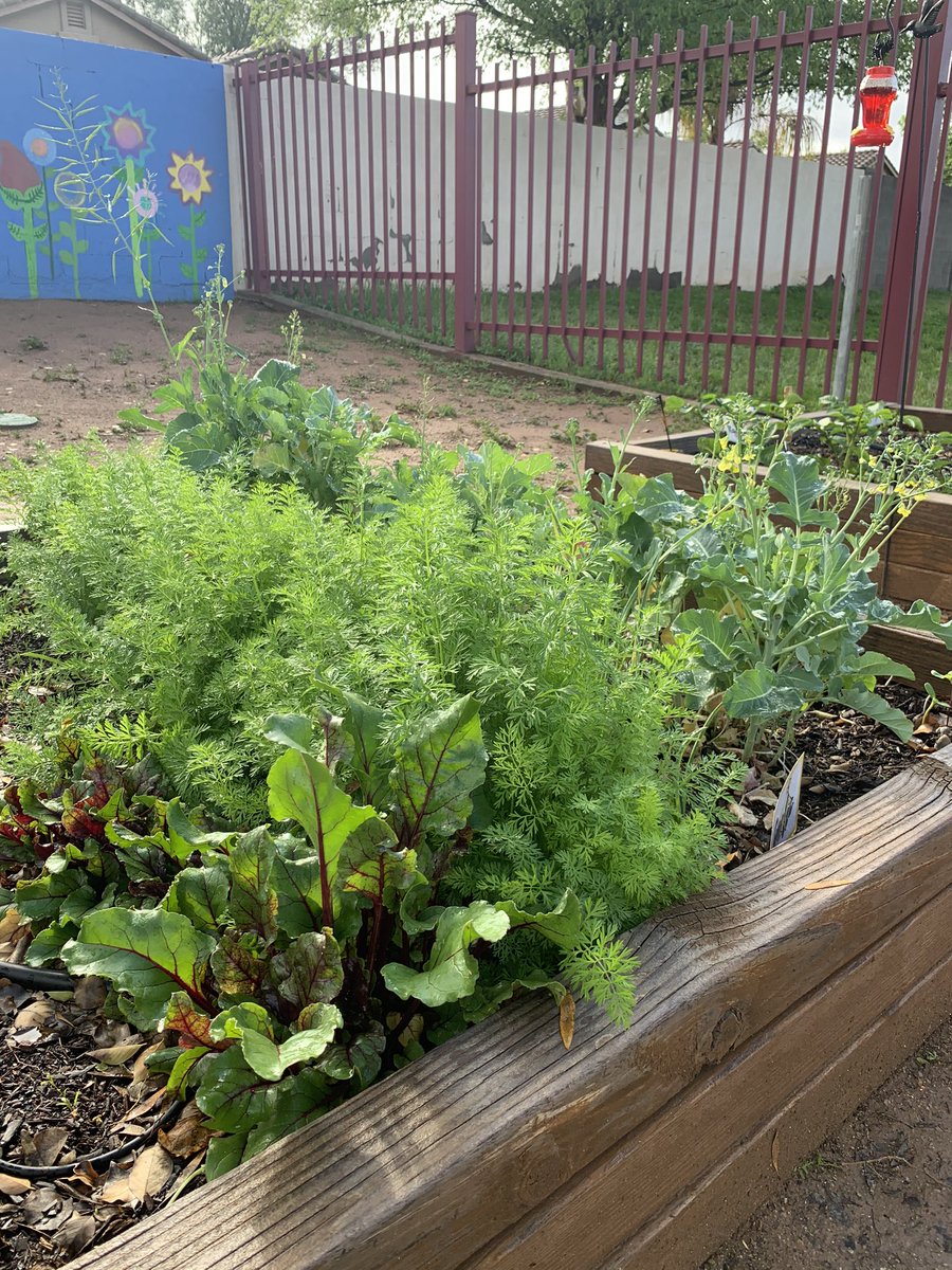 Our garden at the Farm has come a long way in just a few months.  #FalconsRISE #growingproduceatschool
