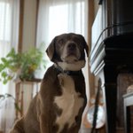 Photo by truman and buddy buttigieg (@firstdogsSB)